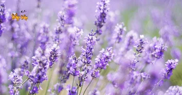 Các loại thảo dược ngủ ngon phổ biến và cách sử dụng hiệu quả