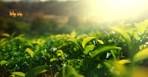 Top Loại Trà Cho Người Huyết Áp Được Nhiều Người Tìm Hiểu Hiện Nay