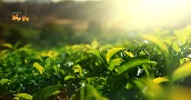Top Loại Trà Cho Người Huyết Áp Được Nhiều Người Tìm Hiểu Hiện Nay